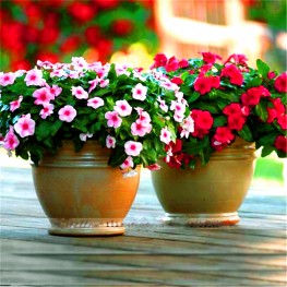 Gói 10 hạt giống hoa dừa cạn lùn F1 nhiều màu - Nanuseeds