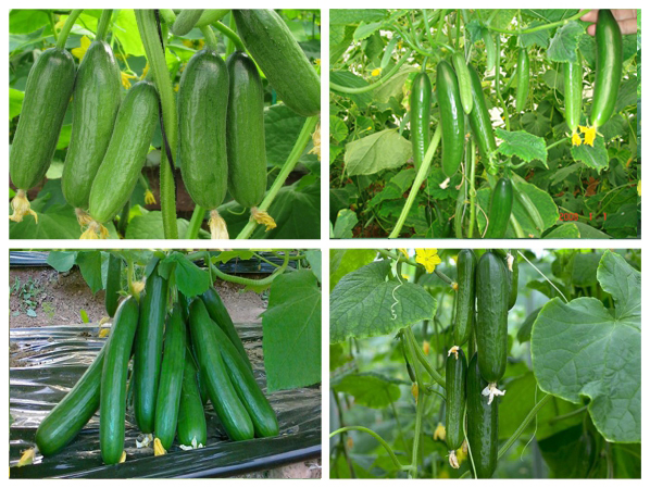 Gói 5 hạt giống Dưa Chuột Chùm F1 SV 302