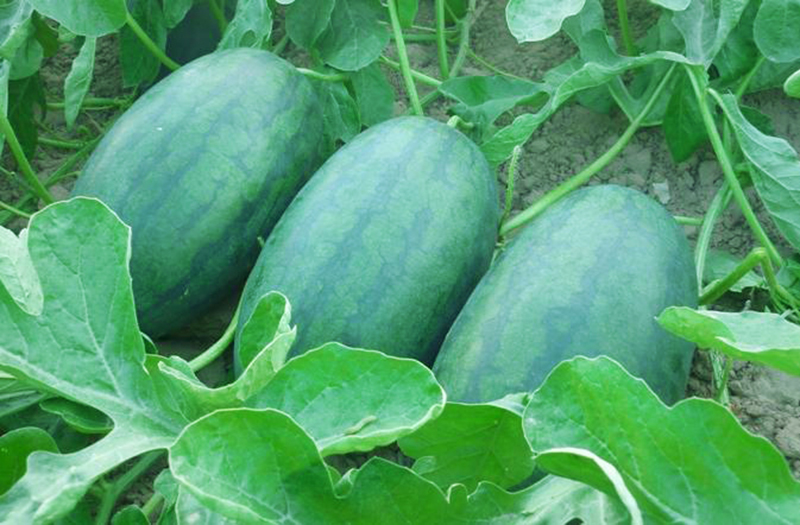 Gói 1GR hạt giống Dưa Hấu Lai F1 Tiên Đồng