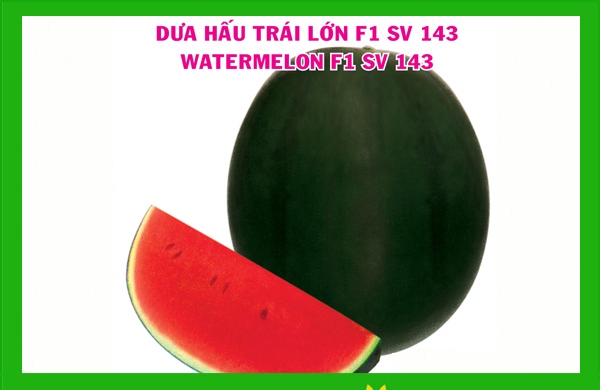 Gói 2GR hạt giống Dưa Hấu F1 Trái Lớn SV 143