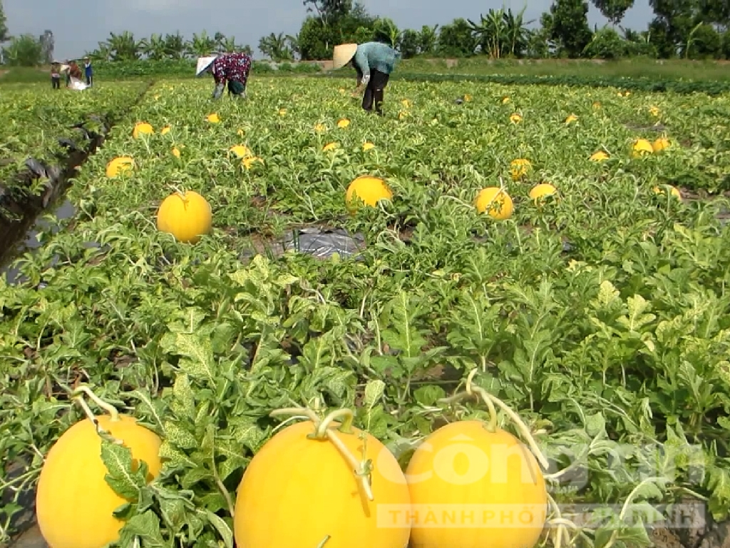Gói 10 hạt giống dưa lê hồng kim