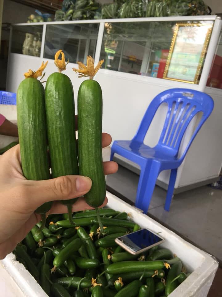 Gói 1GR hạt giống Dưa Leo Baby (Dưa chuột Gai)