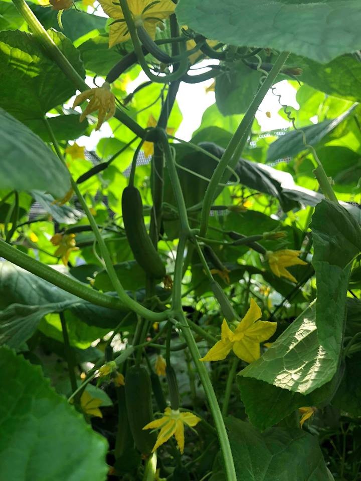 Gói 1GR hạt giống Dưa Leo Baby (Dưa chuột Gai)