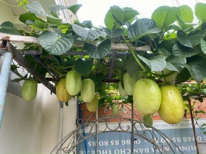 Chậu cây giống dưa tây