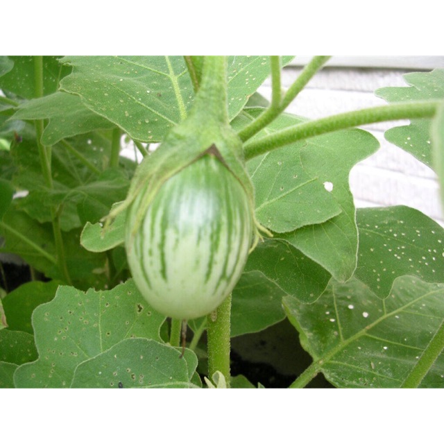 Gói 1GR hạt giống Cà Mắt Rồng Mã Lai F1 SV No 1