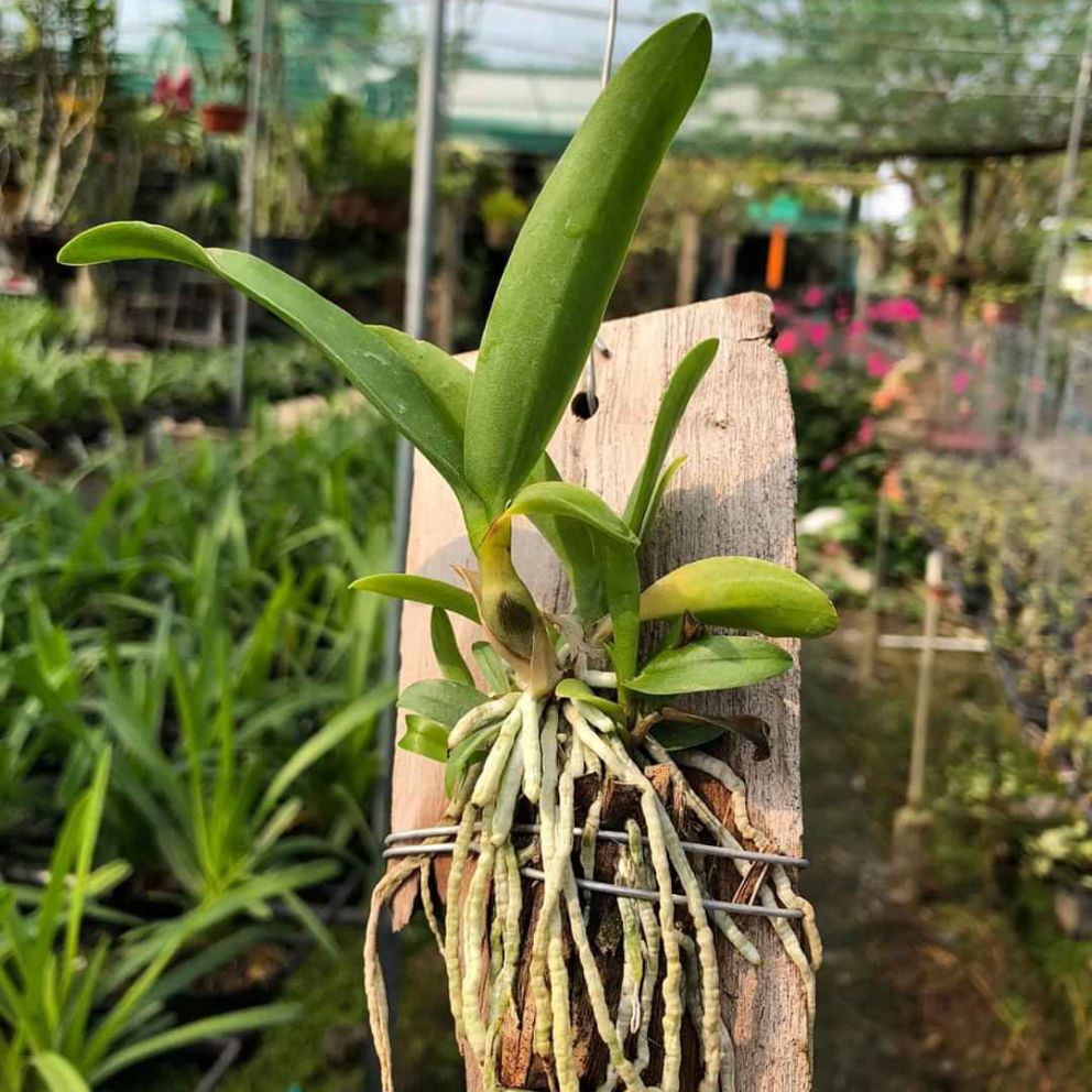 Lan Cattleya Vàng WHY NOT Bông Chùm - Giống nhập Thái 1 Bảng Nhiều Thân