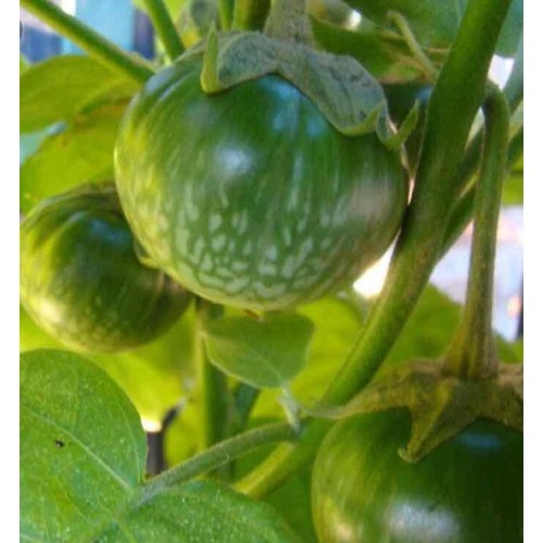 Gói 1GR hạt giống Cà Dĩa Cao Sản