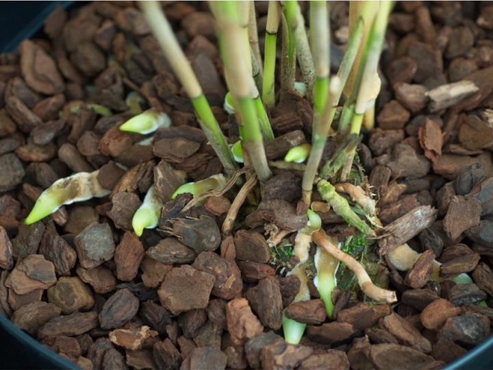 Vỏ thông đỏ băm nhỏ - Giá thể trồng lan chuyên dụng size 2-3cm hàng đẹp