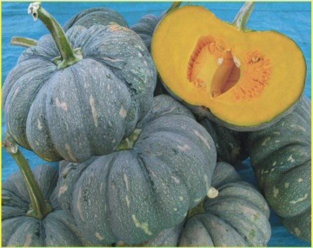 Gói 5 hạt giống Bí Đỏ Thái Lan F1 SV 551