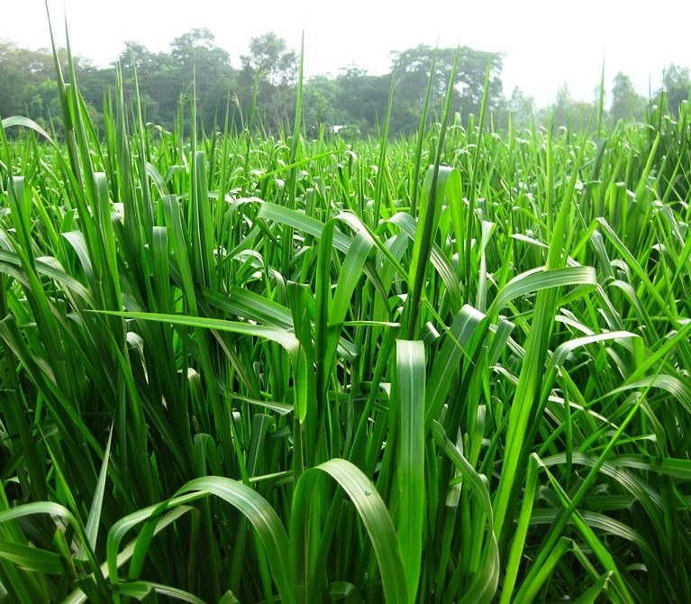 Gói 100GR hạt giống Cỏ Chịu Ngập Ubon Paspalum