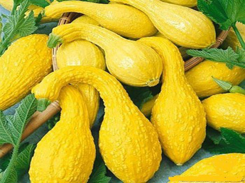 Gói 5 HẠT hạt giống Bí Thiên Nga