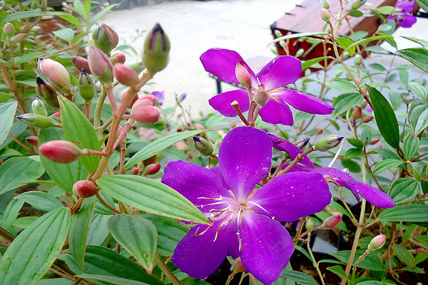 Chậu cây giống hoa Mua Thái (hoa sim Thái) cao 30-40cm đang hoa nhiều nụ - cây cho hoa Tím lịm quanh năm, cực dễ trồng