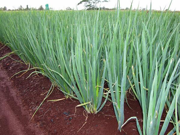 Gói 1g hạt giống hành lá gốc trắng