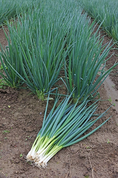 Gói 1g hạt giống hành lá gốc trắng