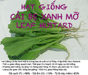 Gói 20g Hạt Giống Cải Bẹ Xanh Mỡ - Nanuseeds