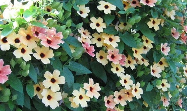 Gói 0.5GR hạt giống hoa Ánh Dương Nhiều Màu (dây leo)