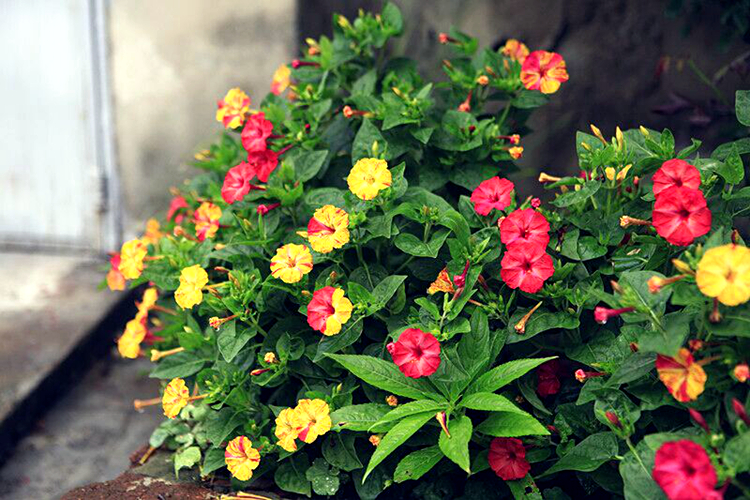 Gói 1GR hạt giống hoa Bông Phấn Nhiều Màu