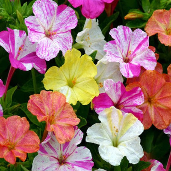 Gói 1GR hạt giống hoa Bông Phấn Nhiều Màu