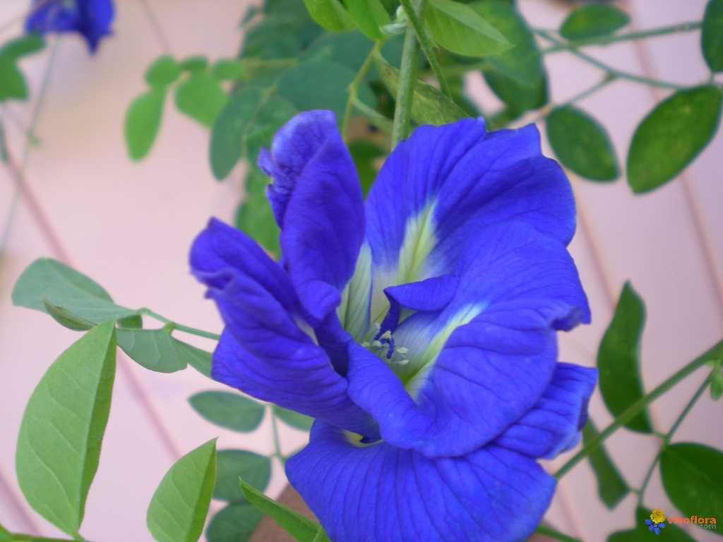 Gói 10 Hạt giống hoa đậu biếc kép - NanuSeeds