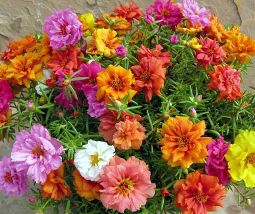 Chậu cây giống hoa Mười Giờ (10h) Thái kép mix đủ 10 màu trồng ổn định