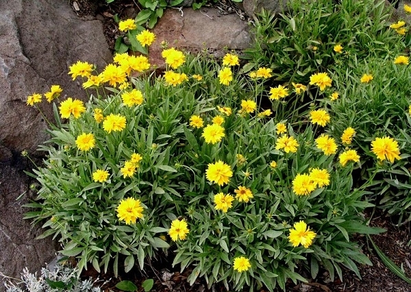 Gói 0.5GR hạt giống hoa Phòng Phòng Vàng