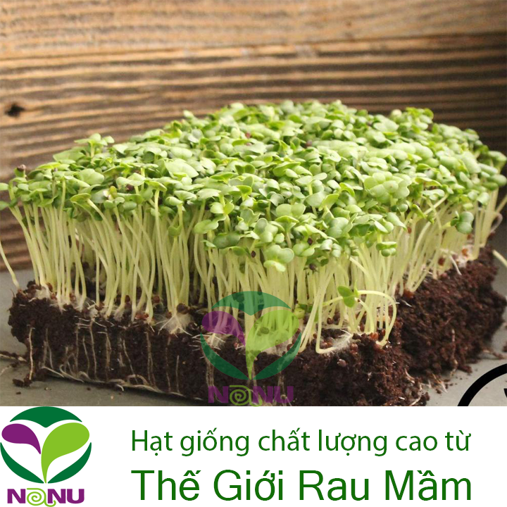 Gói 1Kg Hạt Giống Rau Mầm Cải Ngọt_ Thế Giới Rau Mầm