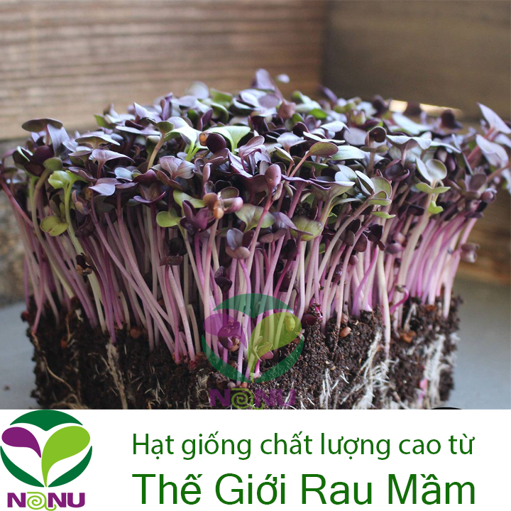 Gói 20g Hạt Giống Rau Mầm Cải Tím Malady_ Thế Giới Rau Mầm
