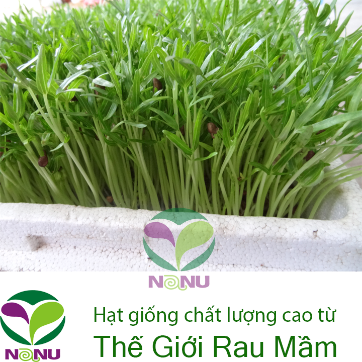 Gói 20g Hạt giống rau mầm rau muống Indonesia _ Thế Giới Rau Mầm