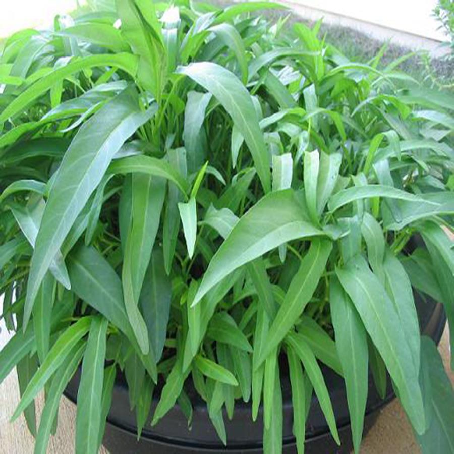 Gói 20g hạt giống rau muống Thái Lan
