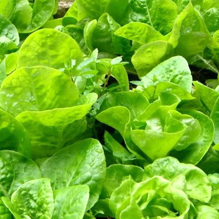 Gói 10g hạt giống xà lách Dún Vàng cao sản