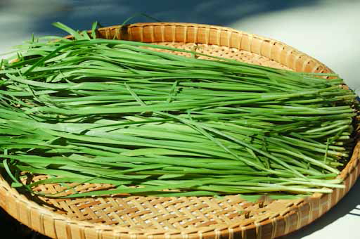 Gói 1g hạt giống hẹ cao sản