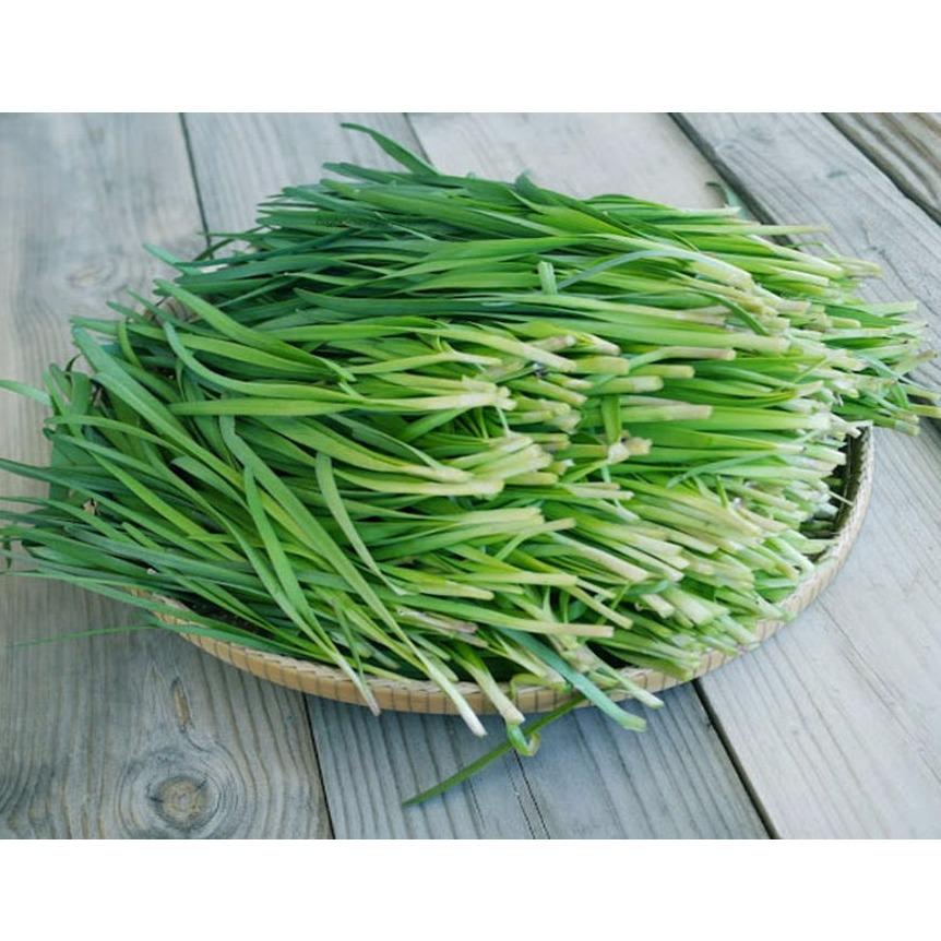 Gói 1g hạt giống hẹ cao sản Nhật Bản