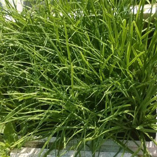 Gói 1g hạt giống hẹ cao sản Nhật Bản