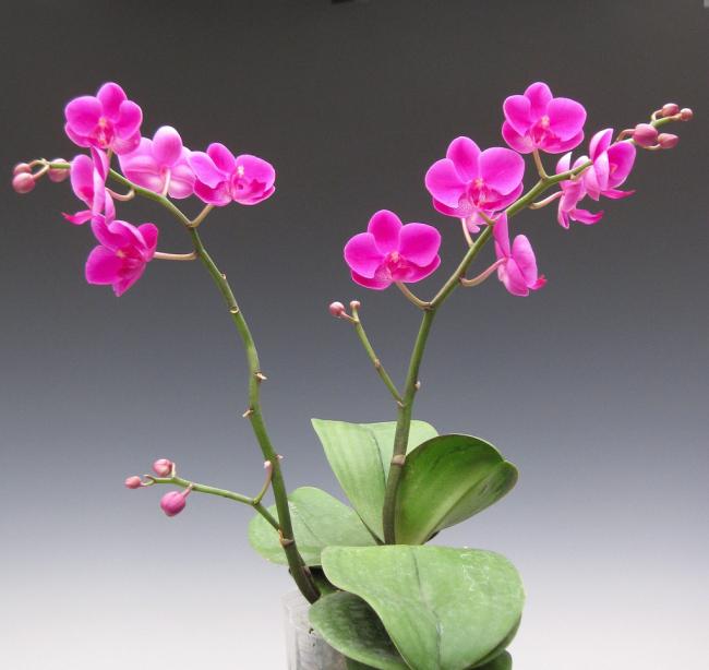 Hồ điệp Mãn Thiên Hồng 2 ngồng