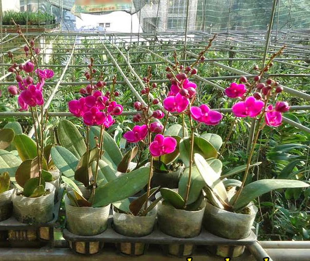 Hồ điệp Mãn Thiên Hồng 2 ngồng