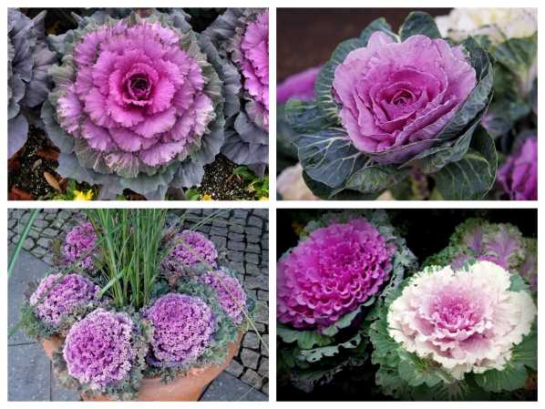 Gói 20 hạt giống hoa bắp cải nhiều màu