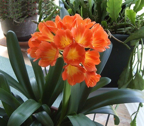 Cây lan quân tử bầu đất size đại ra hoa Tết Nguyên Đán - Lan Huệ Cam, Lan Huệ Đỏ, Đại Quân Tử