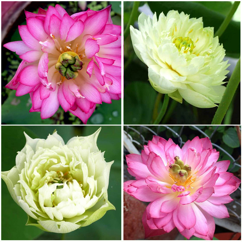 Gói 5 hạt giống sen cung đình - sen bách hợp mix 2 màu trắng, hồng