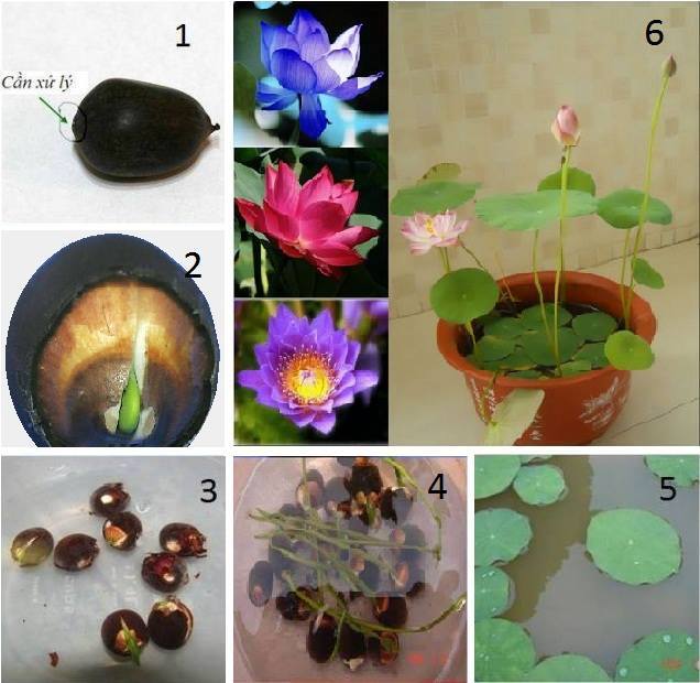 Gói 5 hạt giống sen cung đình - sen bách hợp mix 2 màu trắng, hồng