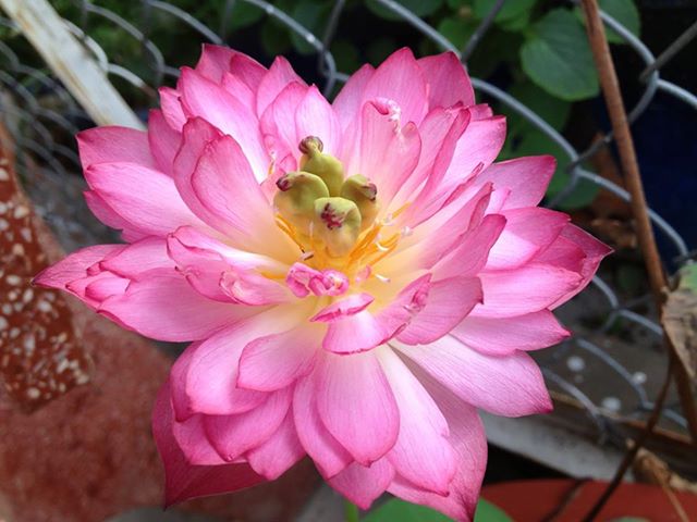 Gói 5 hạt giống sen cung đình - sen bách hợp màu hồng