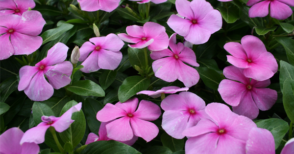 Gói 100 hạt giống hoa dừa cạn hồng đứng - Nanuseeds