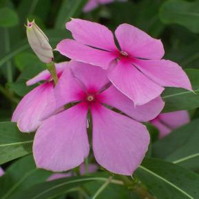 Gói 100 hạt giống hoa dừa cạn hồng đứng - Nanuseeds