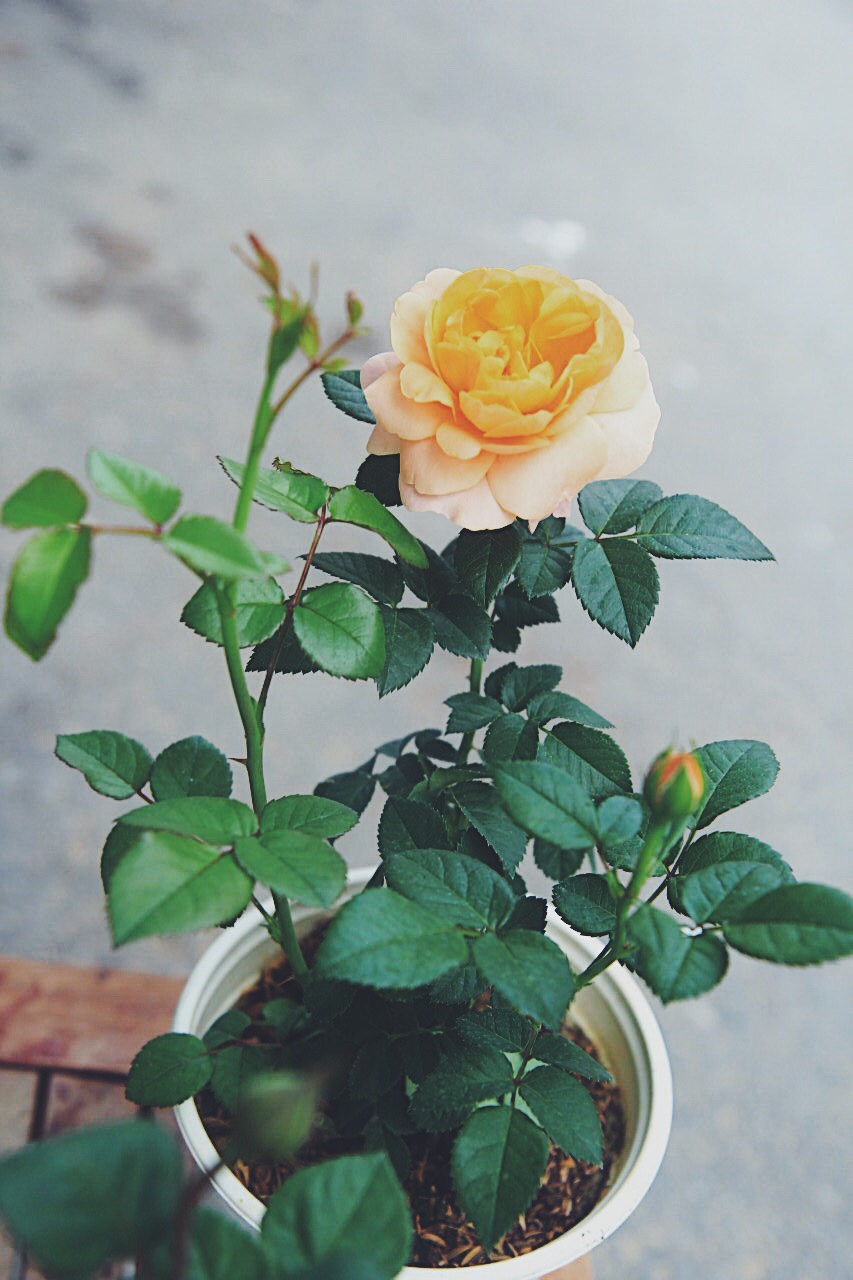 Hồng chậu Tezza siêu nụ