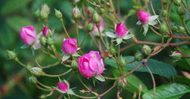 Combo 10 cây hoa hồng tỉ muội siêu bông (giâm cành, rễ bầu, thân dài 15cm, cây khỏe) - tặng 2 cây và 1 gói kích rễ