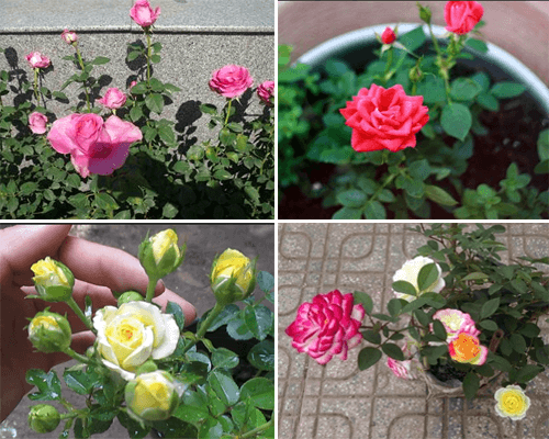 Combo 10 cây hoa hồng tỉ muội siêu bông (giâm cành, rễ bầu, thân dài 15cm, cây khỏe) - tặng 2 cây và 1 gói kích rễ