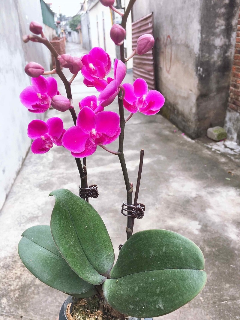 Hồ điệp Mãn Thiên Hồng 2 ngồng