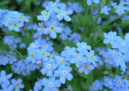 Gói 0.2GR hạt giống hoa Lưu Ly Nhiều Màu