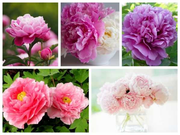 Gói 5 Hạt Giống Hoa Mẫu Đơn Nhiều Màu- NanuSeeds