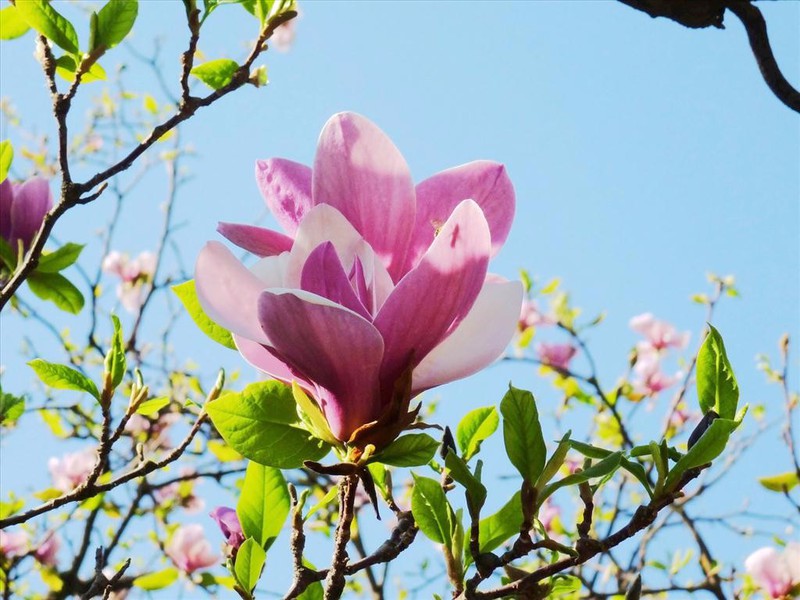 Gói 5 hạt giống hoa mộc lan - Nanuseeds