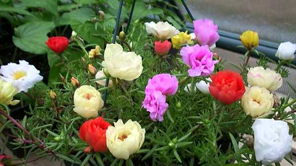 1kg Cây giống 10h Thái